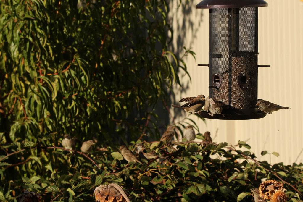 backyard birds at a feeder