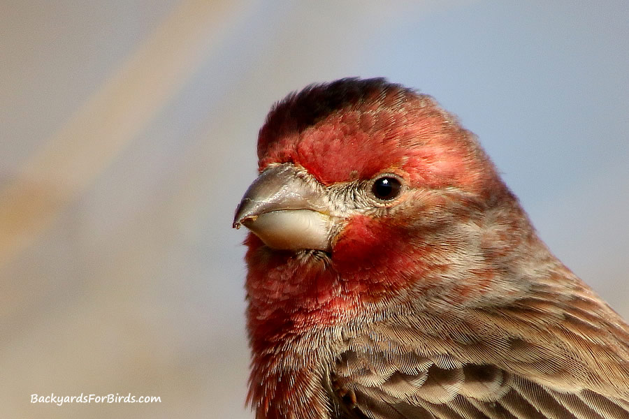 Male house finch close-up picture