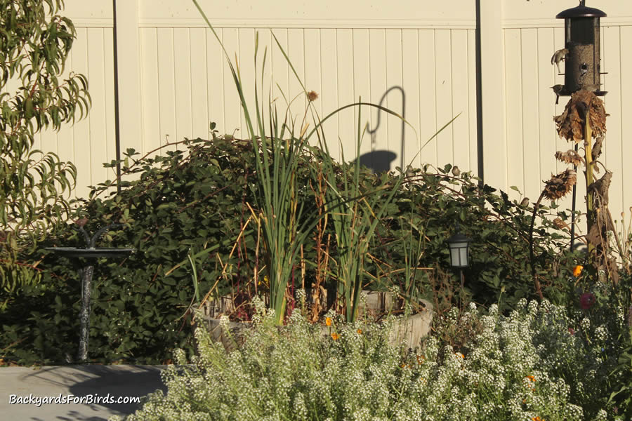 Thick patch of raspberries can provide good cover for birds.