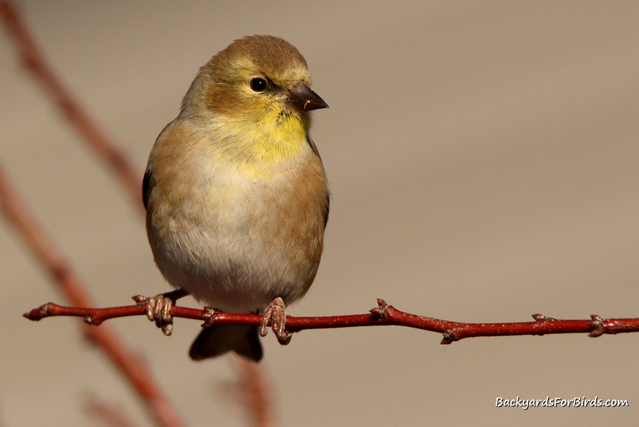 American goldfinch sitting on a branch