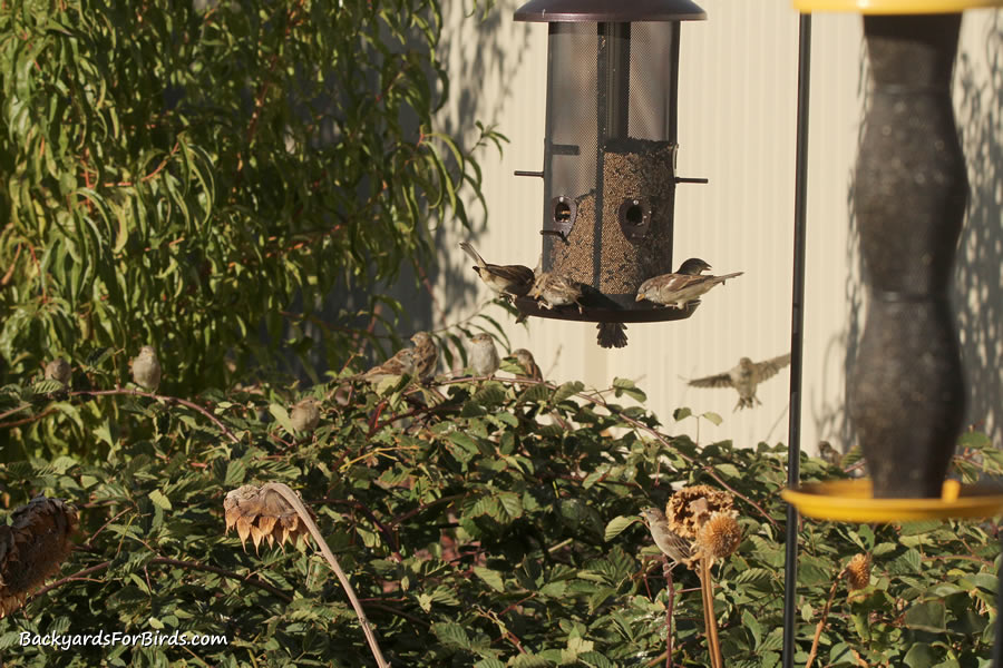 cover near the sparrow feeder.