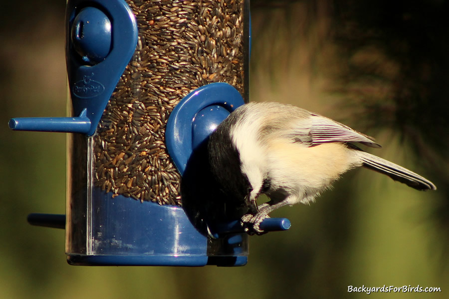 black-capped chickadee at a finch feeder