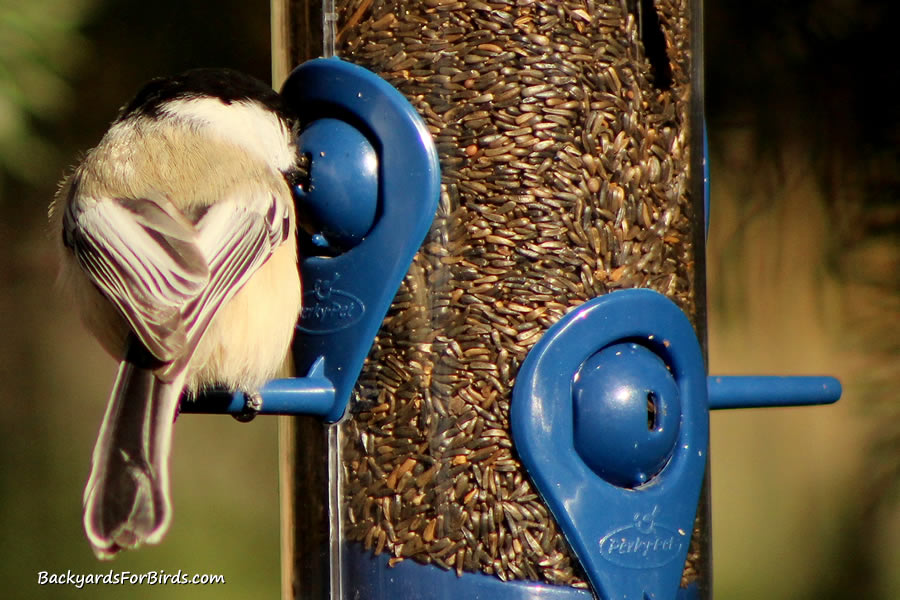 black-capped chickadee on a tube feeder