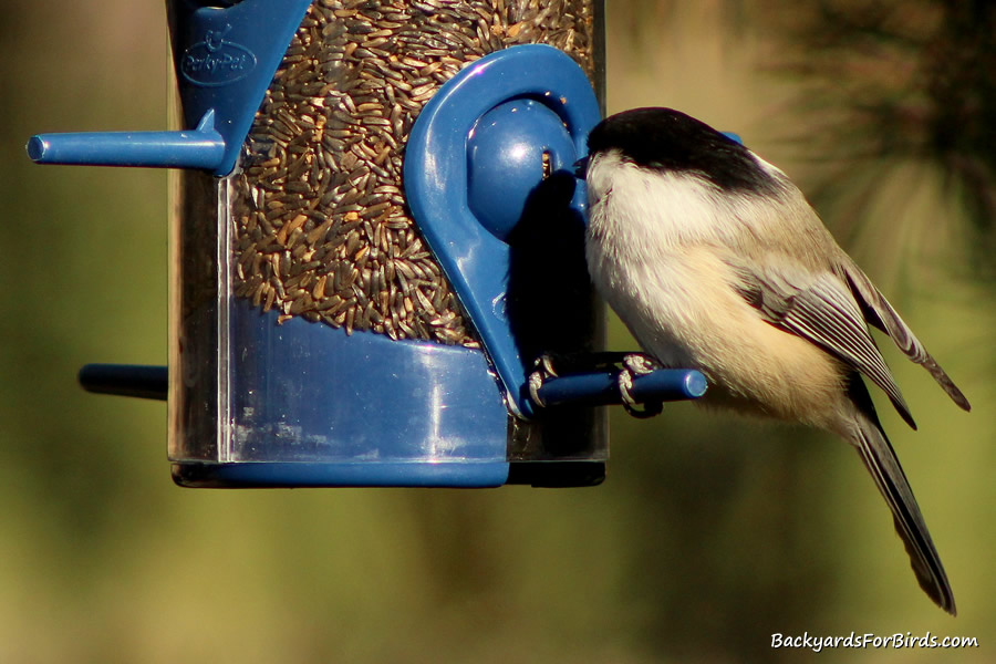 black-capped chickadee at a feeder