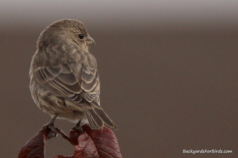 female house finch sitting on a limb