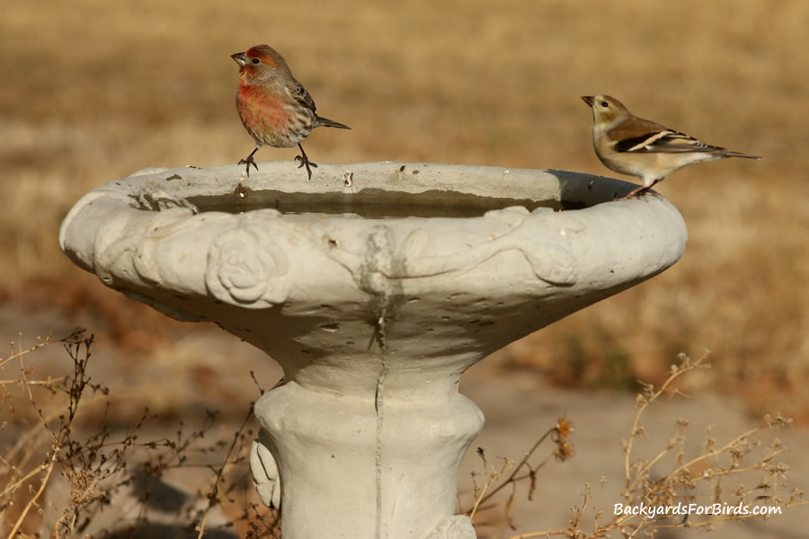 finches on a birdbath