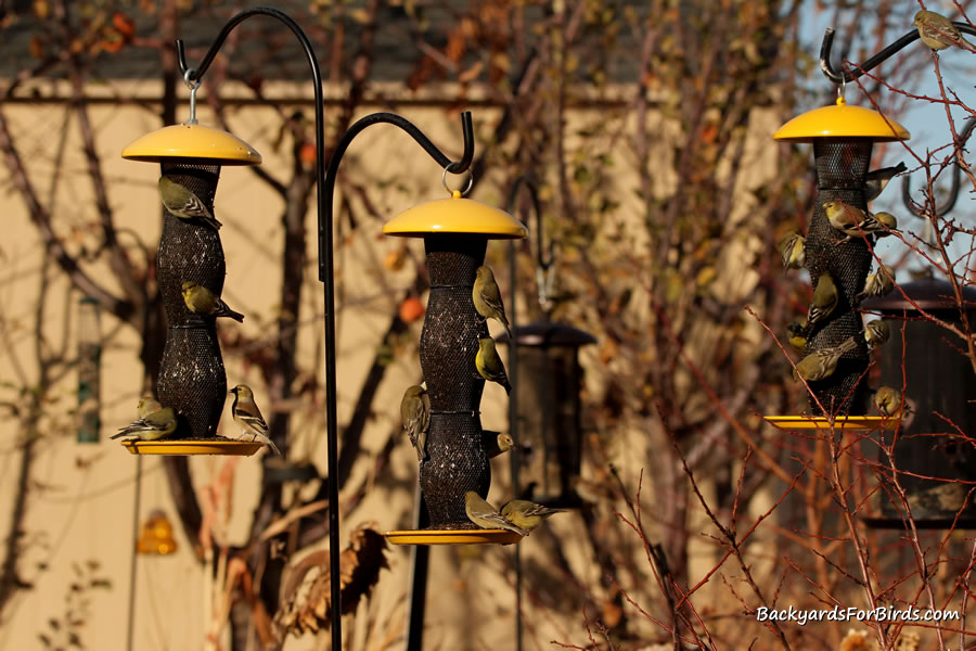 goldfinches feeding on a nyjer seed feeder