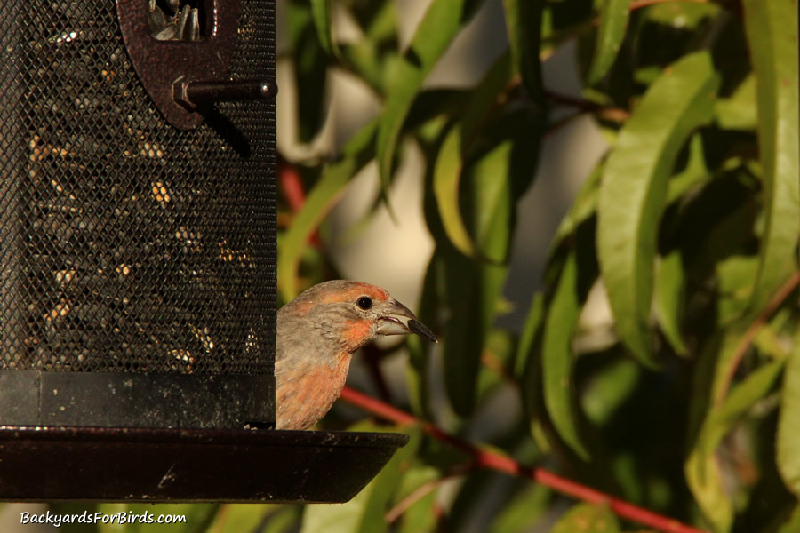 house finch eating a black oil sunflower seed