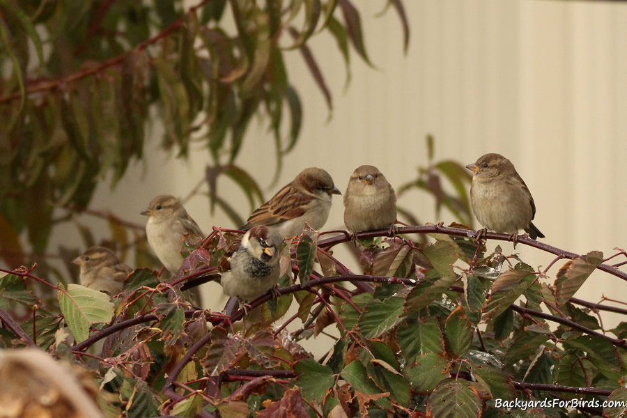 house sparrows perched on a raspberry bush.