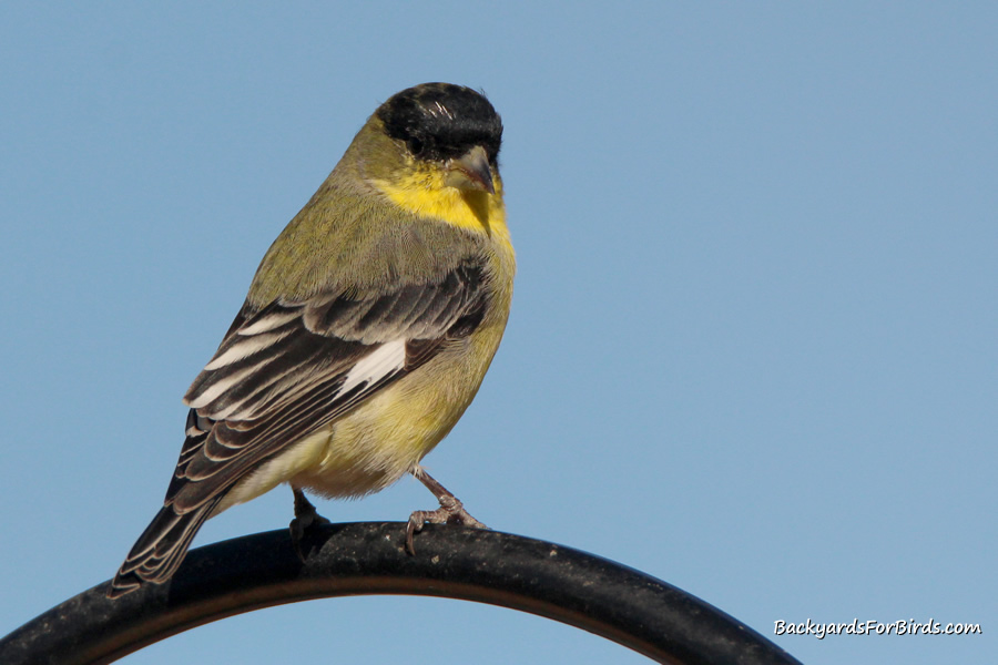 lesser male goldfinch setting on a bird feeding post