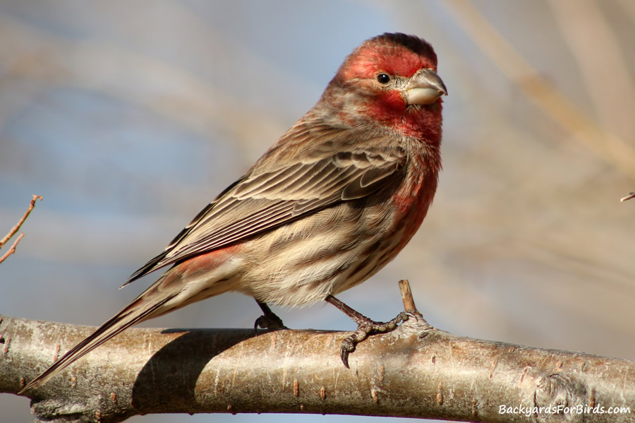 male house finch perched on a branch