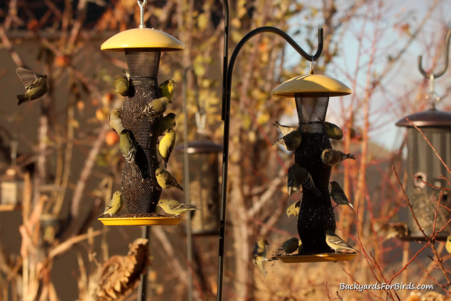 goldfinches feeding on a mesh tube feeder.