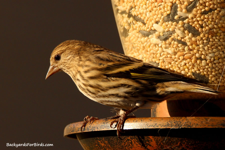 pine siskin at the bird feeder