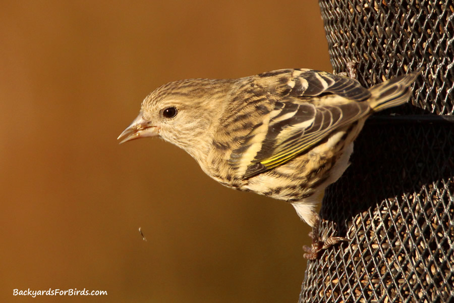 pine siskin on a finch feeder