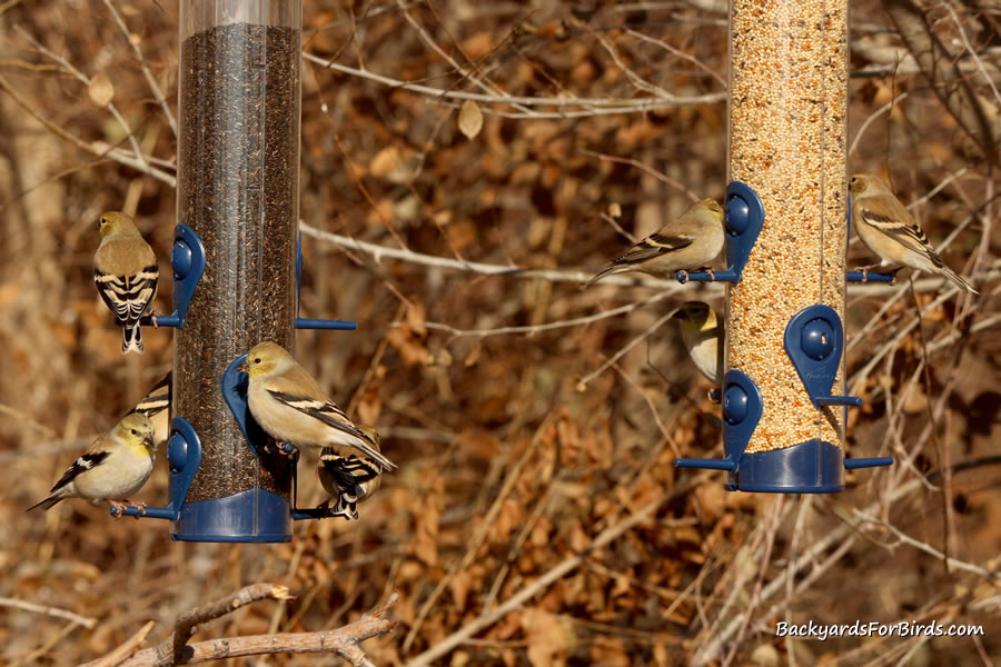 goldfinches feeding on a plastic tube feeder.