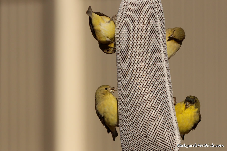 sock styled goldfinch feeder
