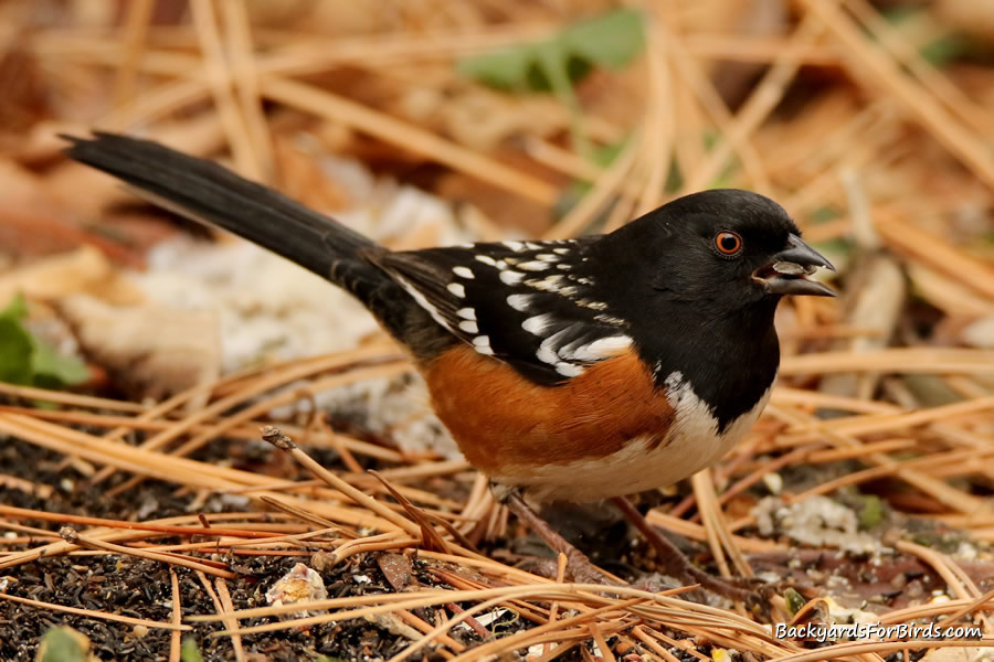 spotted towhee feeding on the ground