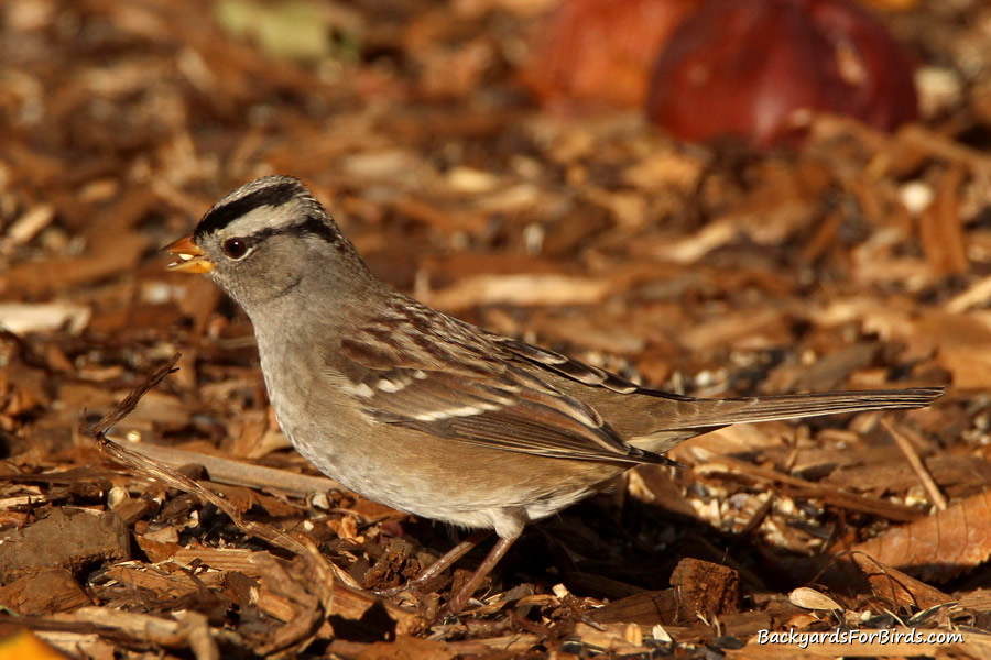 white crowned sparrow feeding on the ground