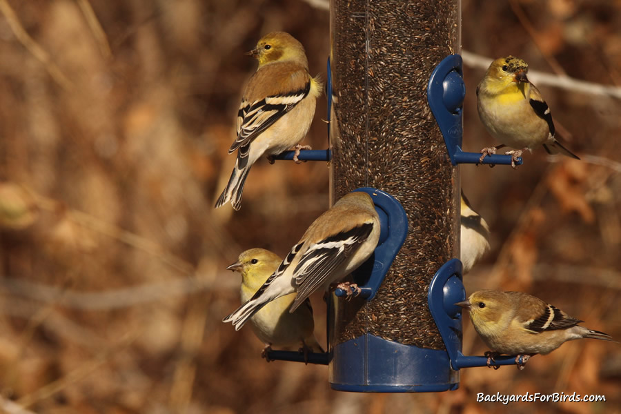 goldfinches feeding on a perky pet 2 in 1 wild bird feeder