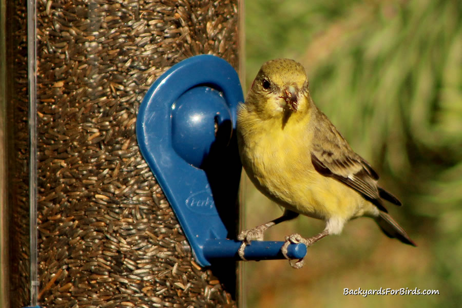 lesser goldfinch on a tube feeder eating nyjer seed