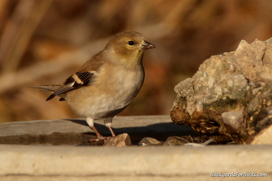 American goldfinch at the birdbath