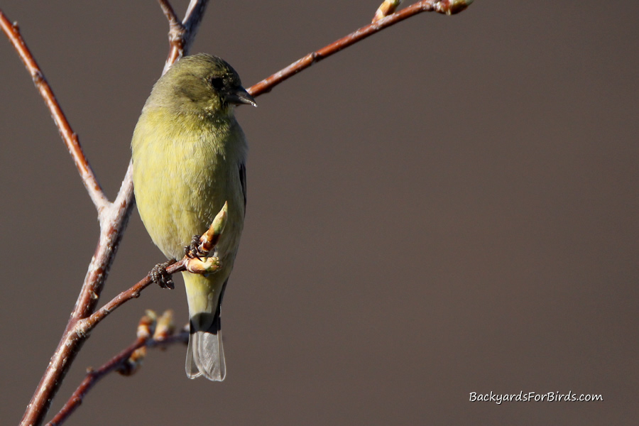 lesser goldfinch in a tree
