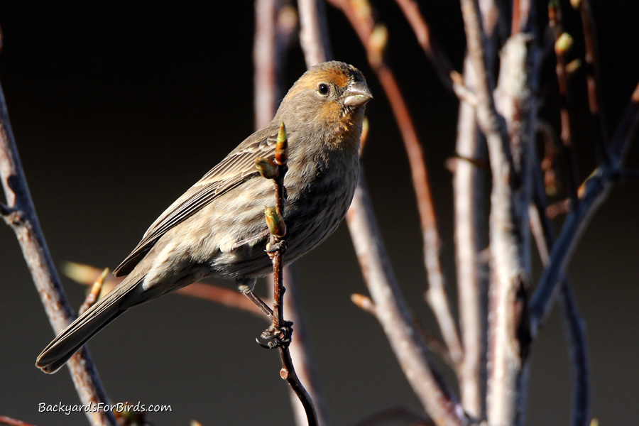 house finch in a tree
