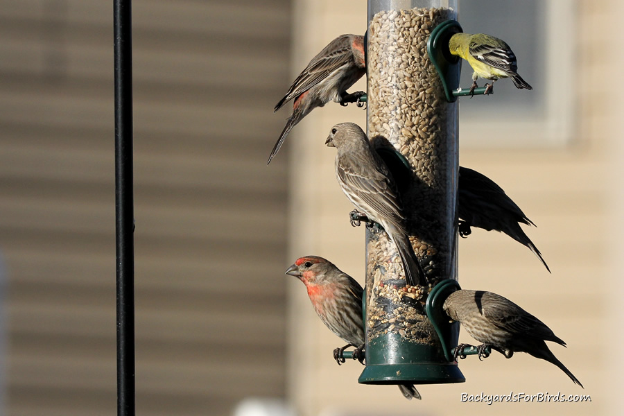 tube feeder with shelled sunflower seeds