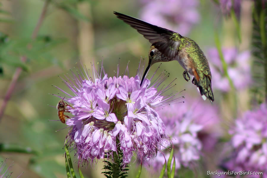 hummingbird and a bee feeding on nectar from the cleome serrulata
