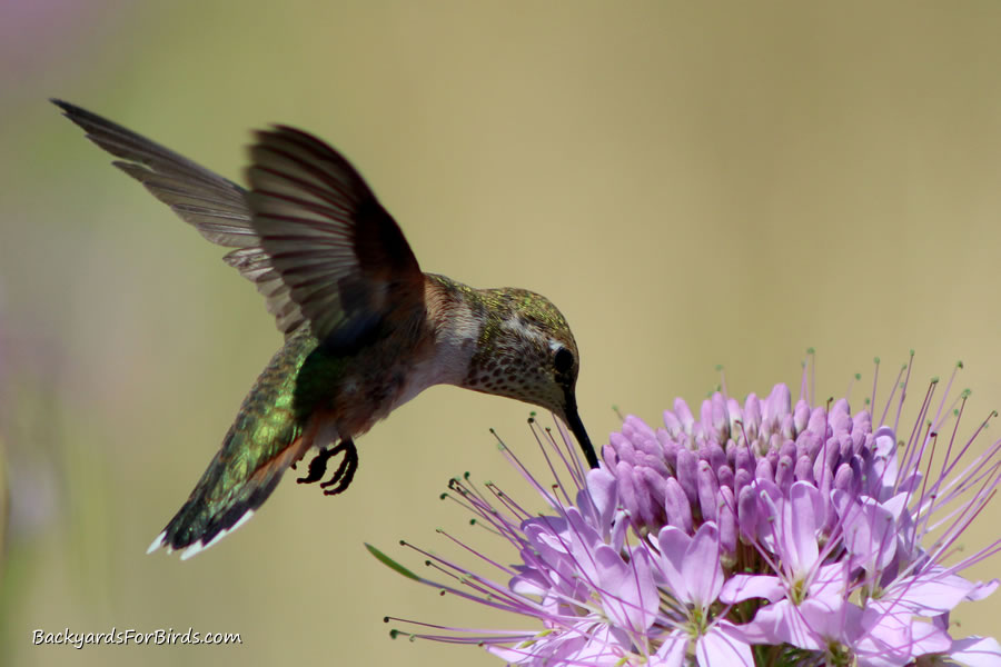 hummingbird feeding on nectar from a cleome serrulata