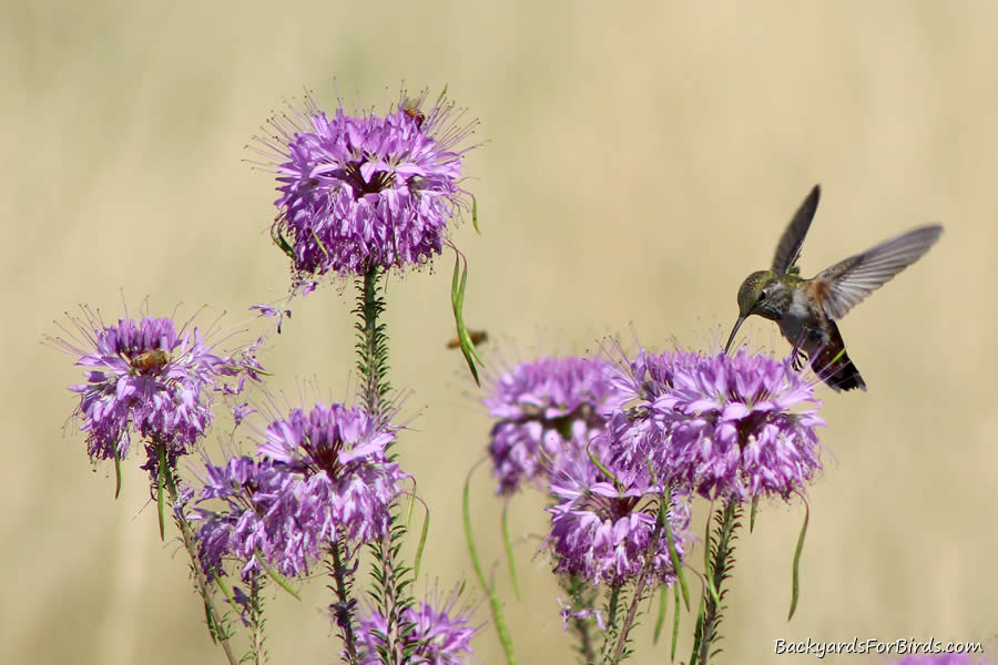 hummingbird feeding on nectar from th e rocky mountain bee plant