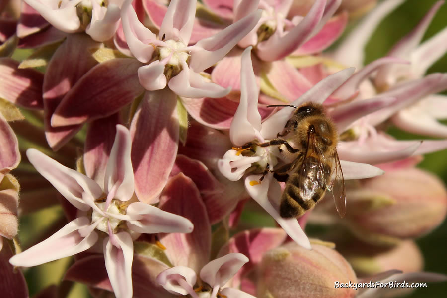 bee feeding on nectar from a showy milkweed plant
