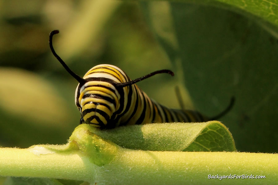 monarch caterpillar on a milkweed leaf