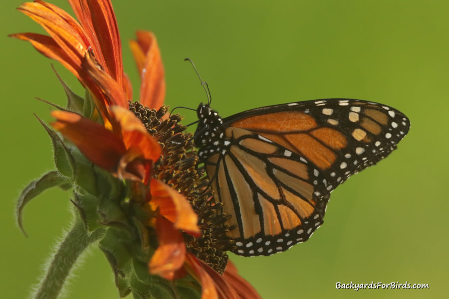 monarch butterfly on a sunflower