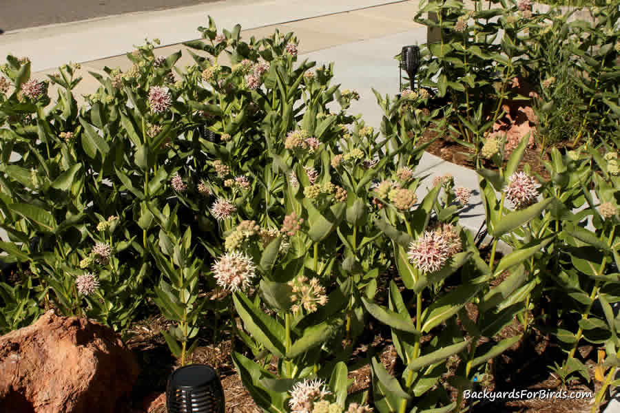 showy milkweed in a backyard pollinator garden