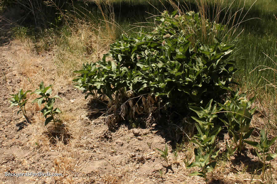 showy milkweed stand 