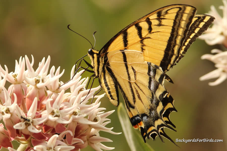 swallowtail butterfly on a showy milkweed plant