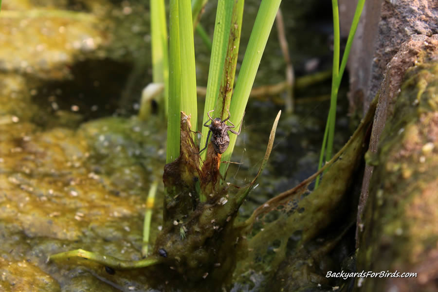 dragonfly larva on a pond plant