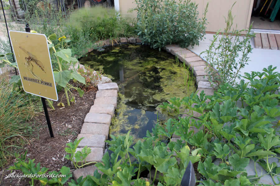 backyard dragonfly pond