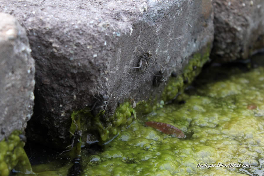 dragonfly larvae emerging
