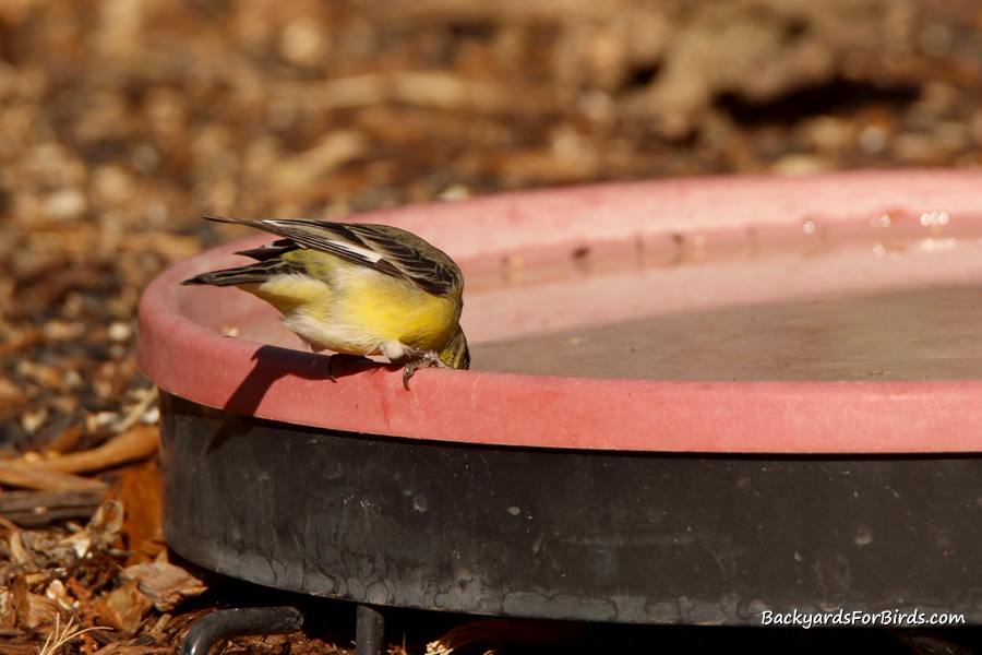 Gesail 75w heated birdbath