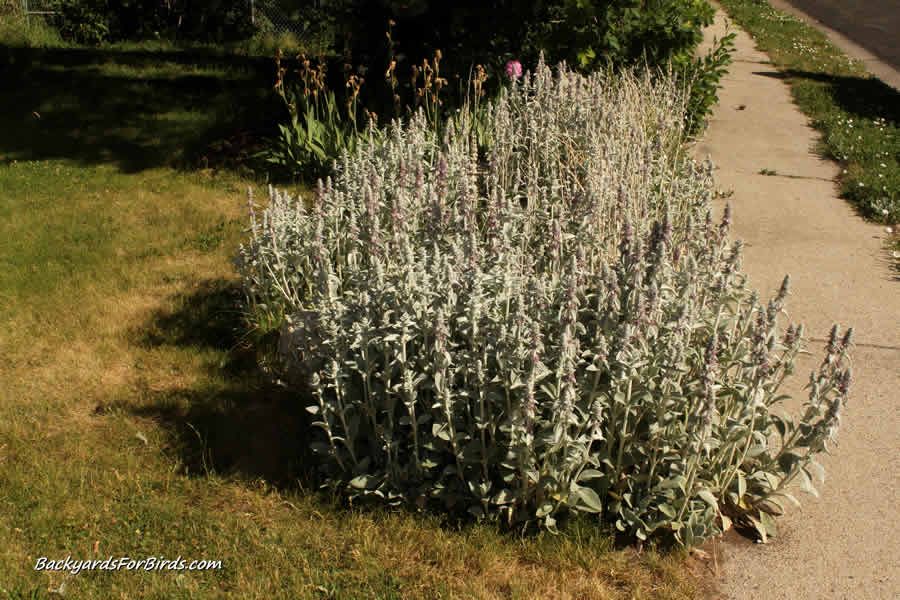 lamb's ear plant attracts bees
