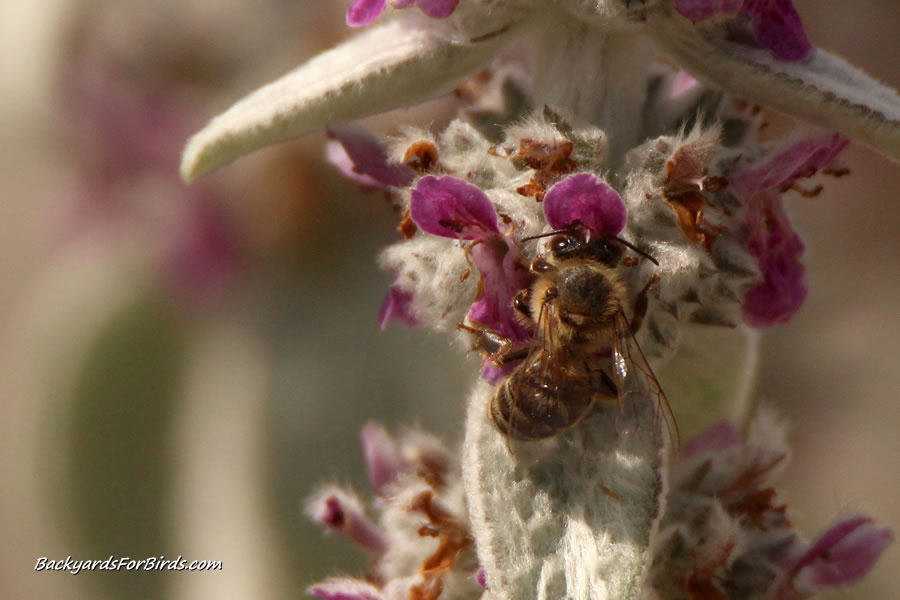 lamb's ear attracting bees