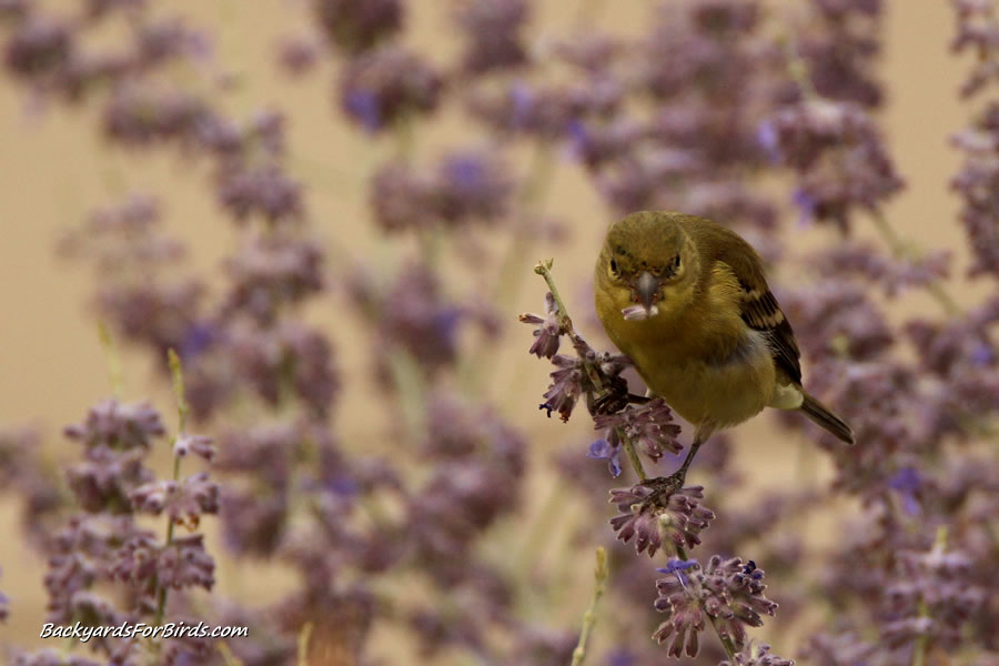 Plant Russian Sage For More Goldfinches In The Backyard – Backyards For