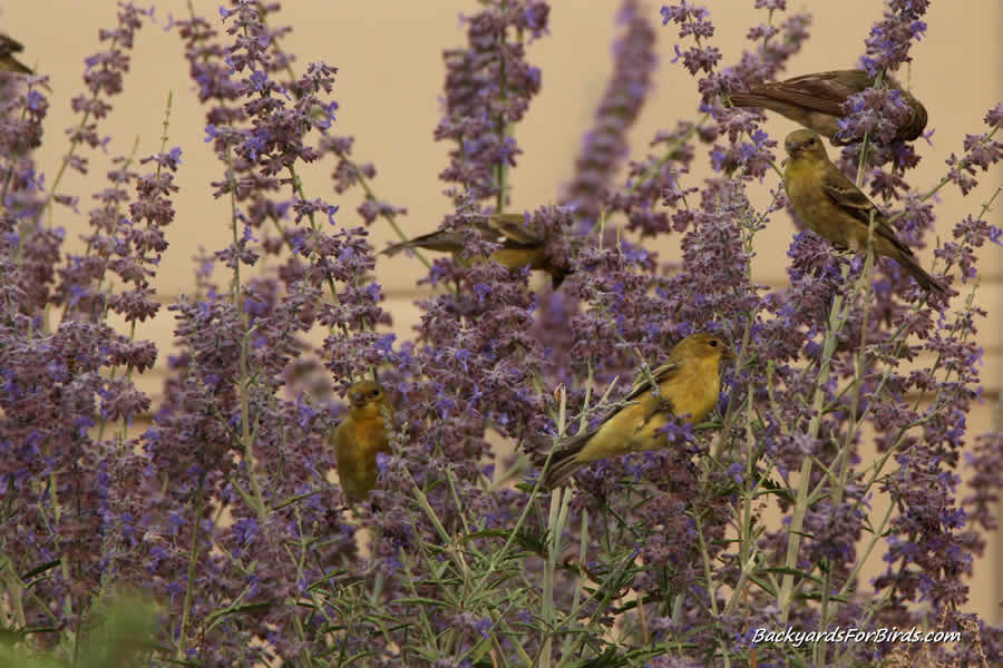 lesser goldfinches eating russian sage buds and seeds