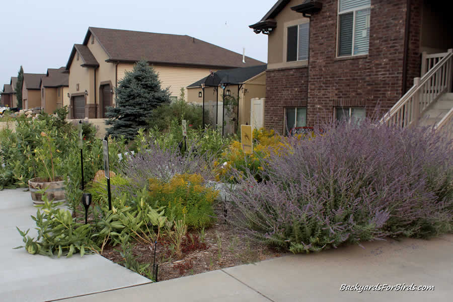 russian sage in a backyard bird garden
