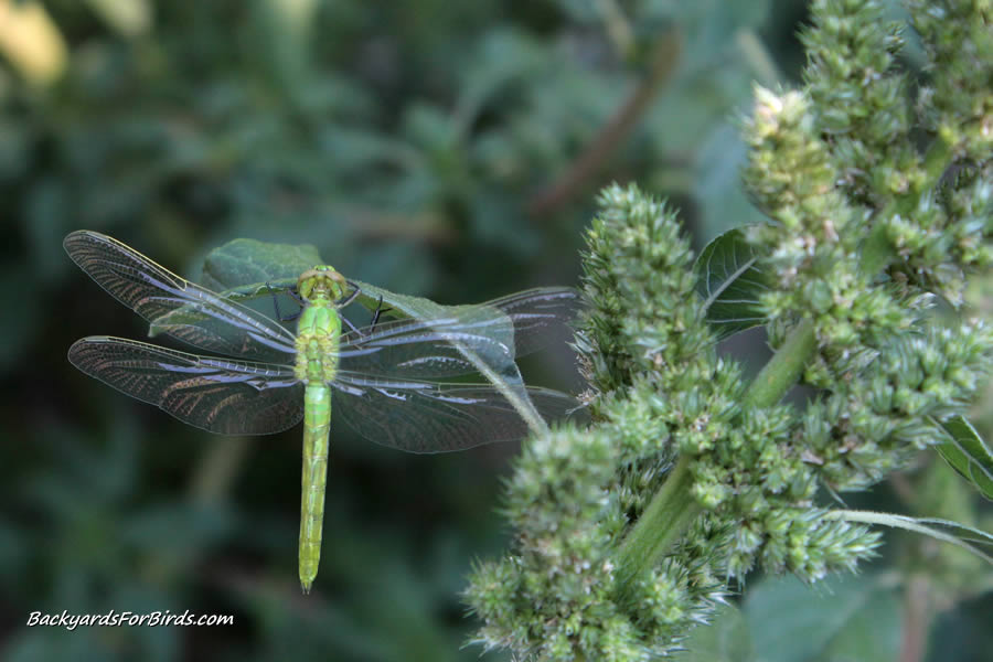 western pondhawk dragonfly