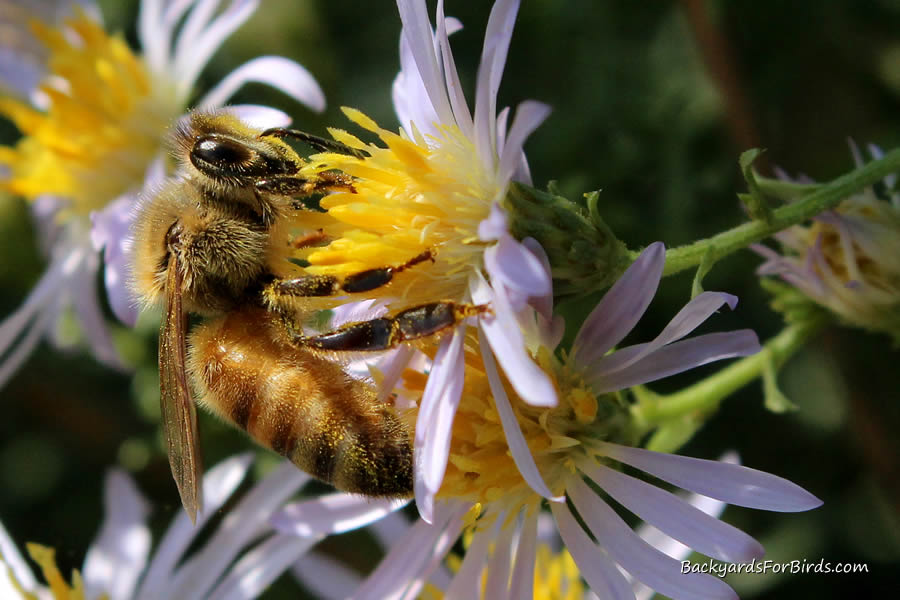 bee feeding on nectar from an aster flower
