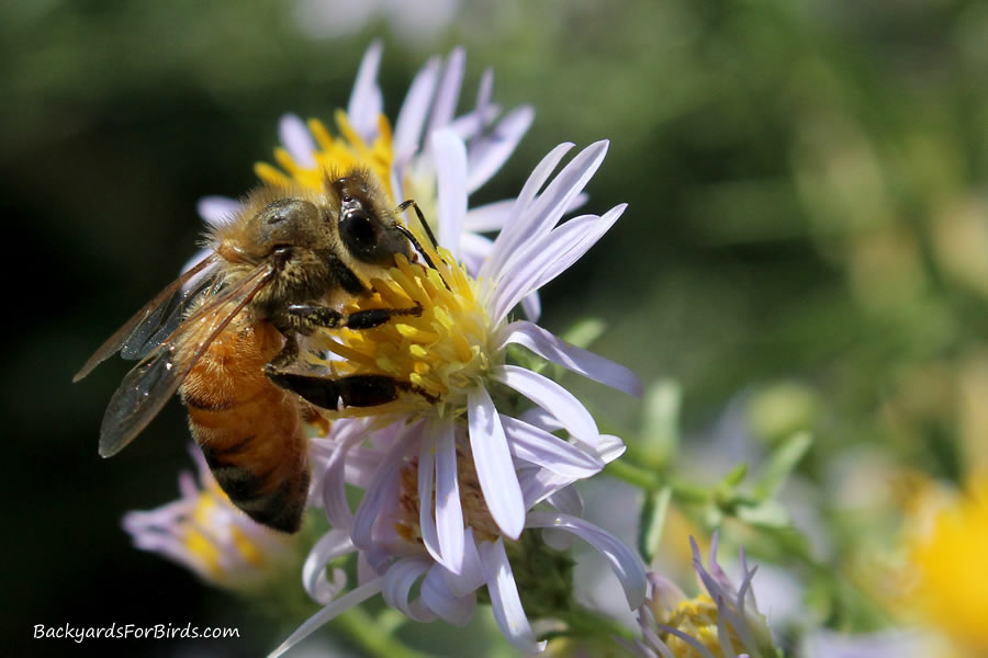 bee on an aster flower