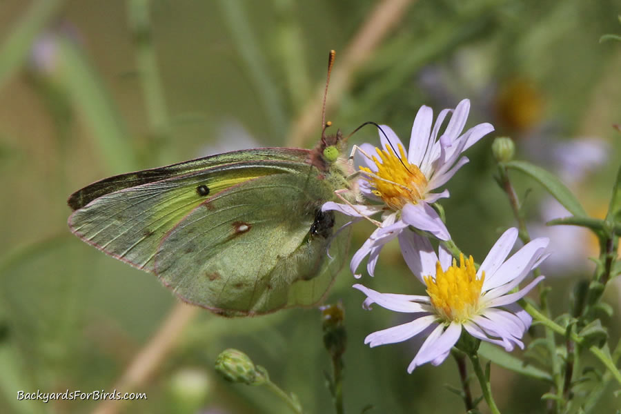 sulpher butterfly on an aster flower